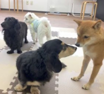 犬の保育園内容