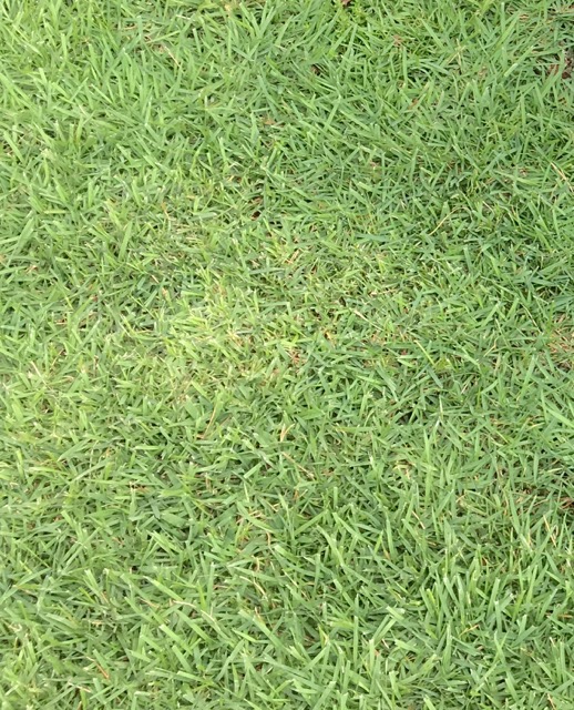 犬と一緒に過ごすレッスンの様子