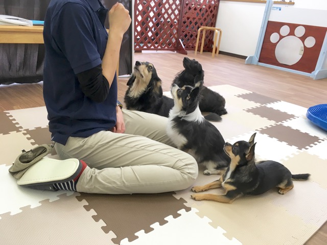 室内で犬たちがトレーニングしている様子