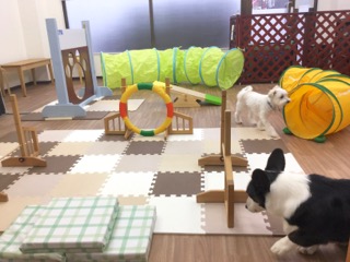 室内ミニアジリティーのコースと犬たち