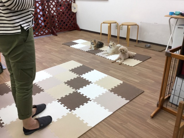 しつけ教室でトレーニングする犬の様子