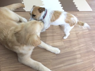 子犬と一緒に練習する様子