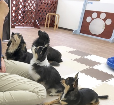 犬の保育園で過ごす犬たちの様子