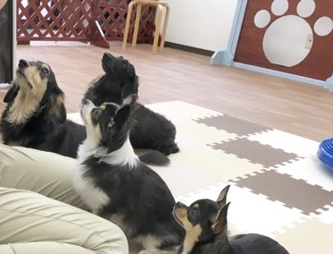 犬の保育園で過ごす犬たちの様子
