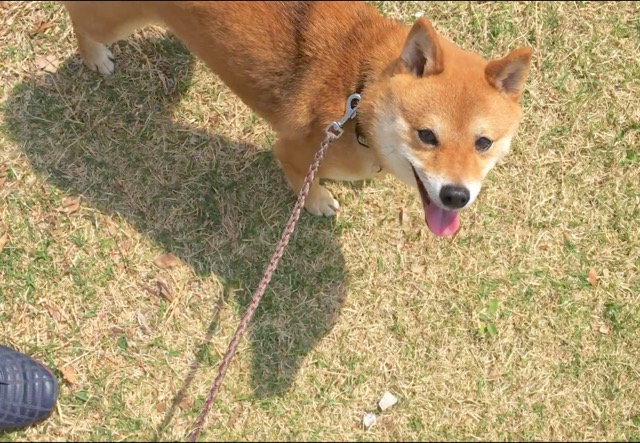 しつけ教室でトレーニングする犬の様子